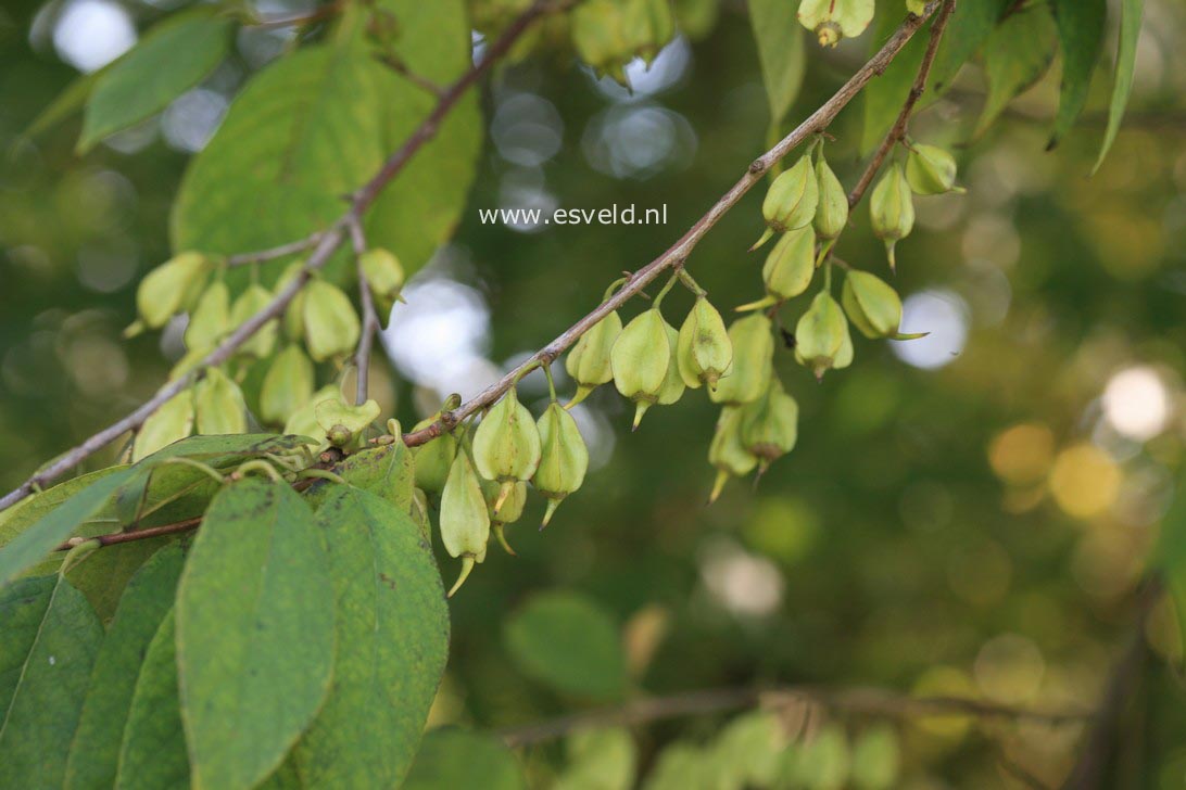 Halesia carolina