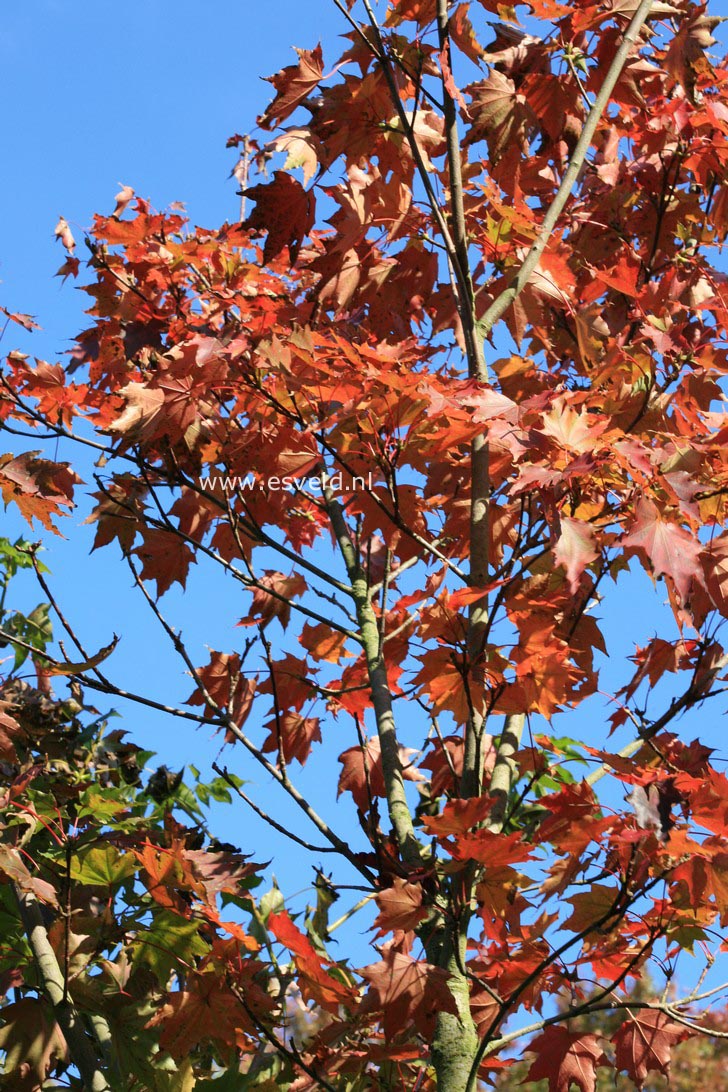 Acer pictum ssp. okomotoanum