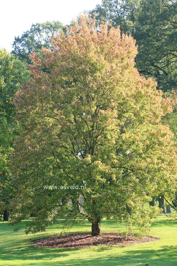 Acer buergerianum 'Naruto'