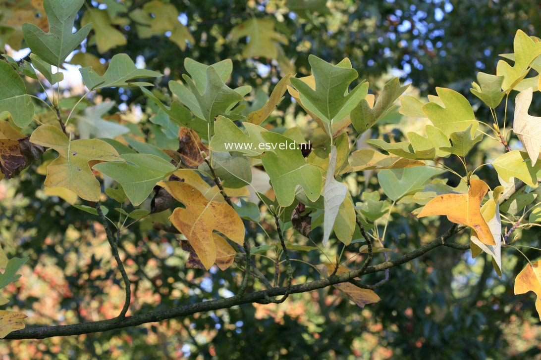 Liriodendron chinense