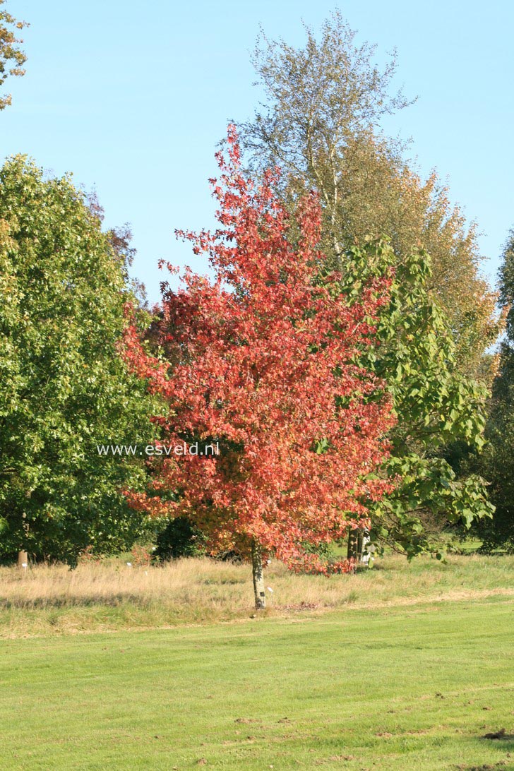 Liquidambar styraciflua 'Worplesdon'