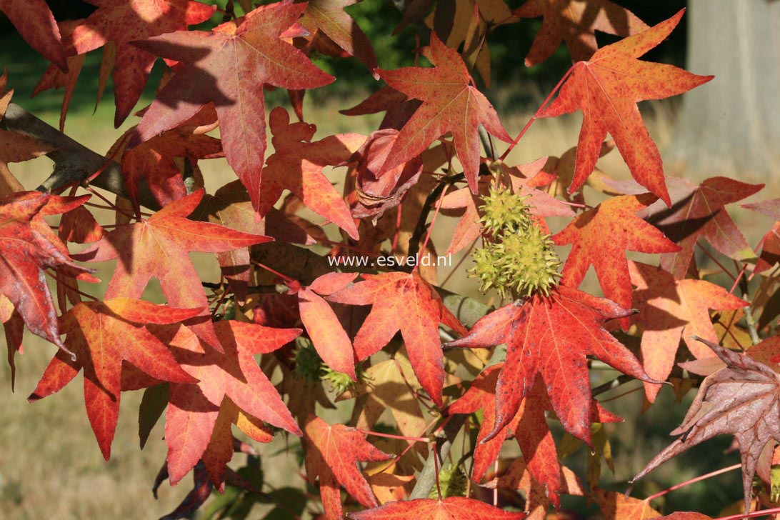 Liquidambar styraciflua 'Worplesdon'