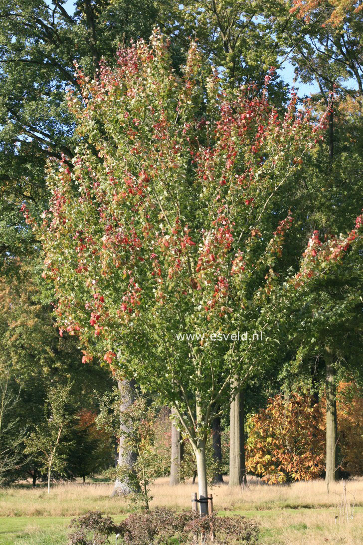 Acer rubrum 'Tilford'