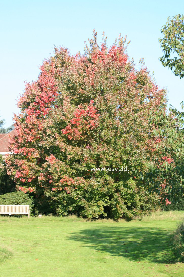 Acer rubrum 'October Glory'