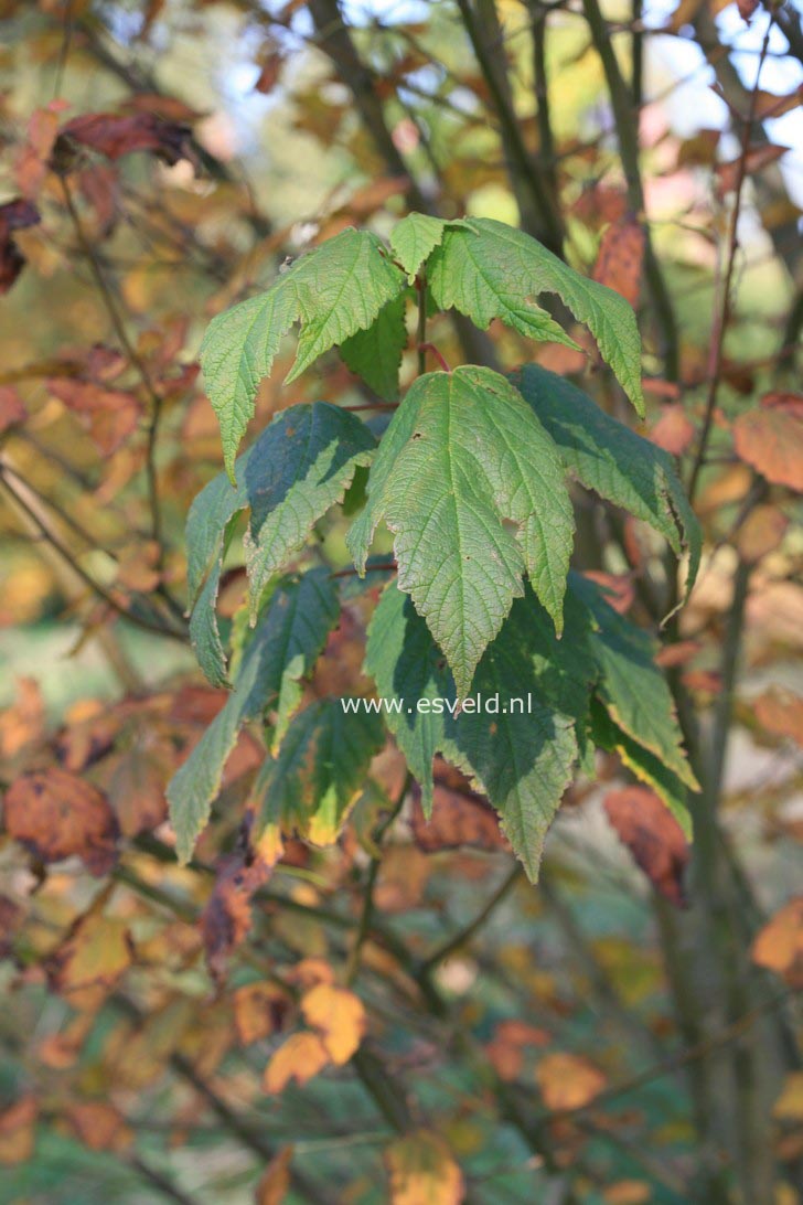 Acer spicatum