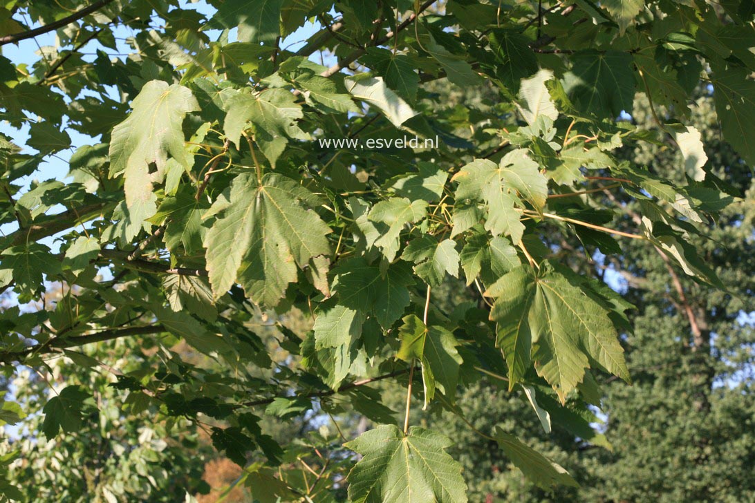 Acer velutinum