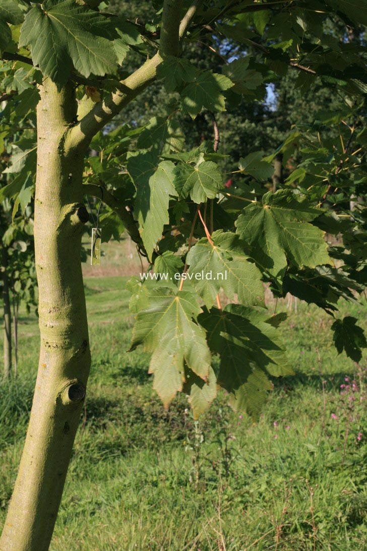 Acer velutinum