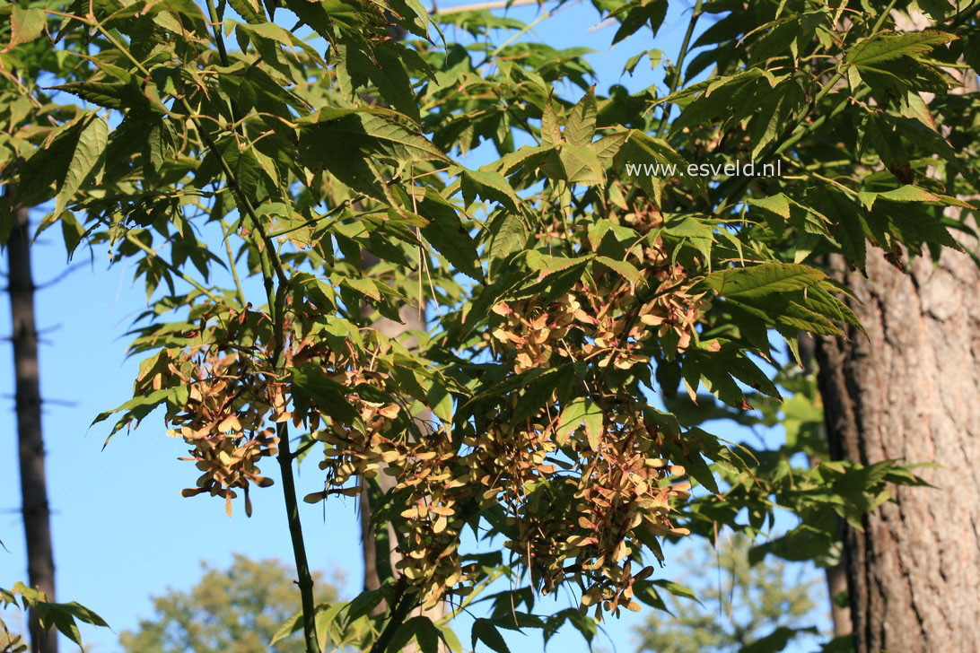 Acer elegantulum