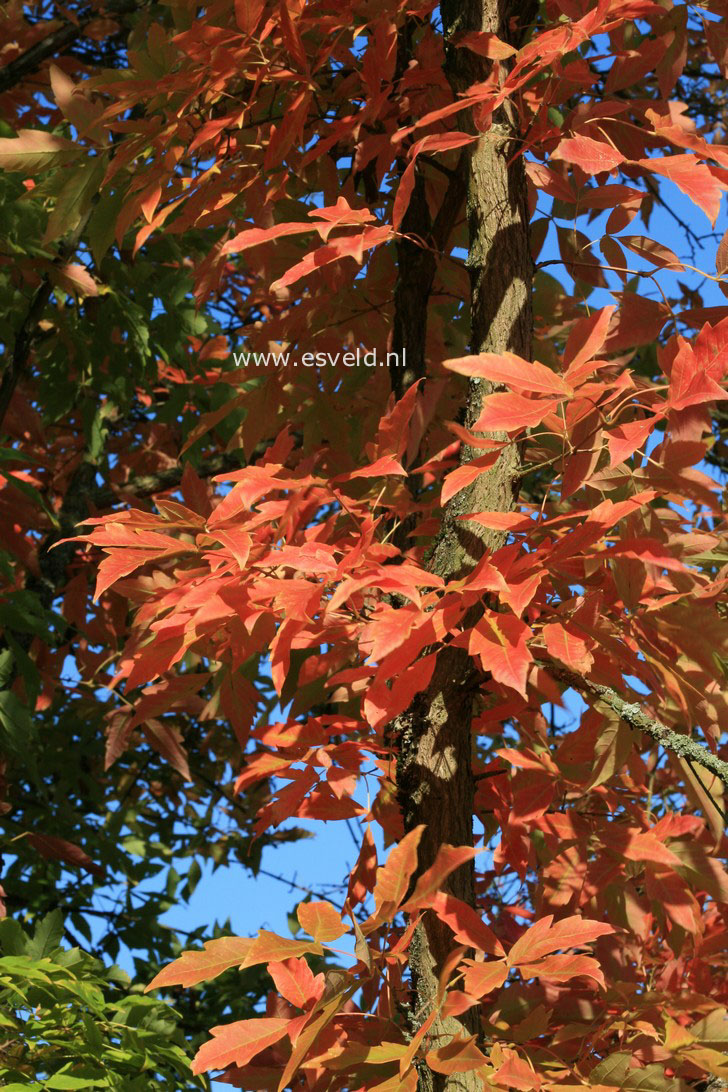 Acer triflorum