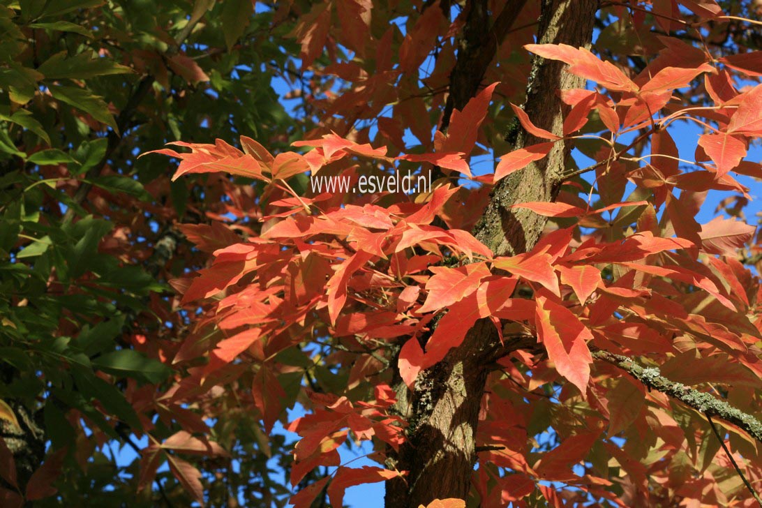 Acer triflorum