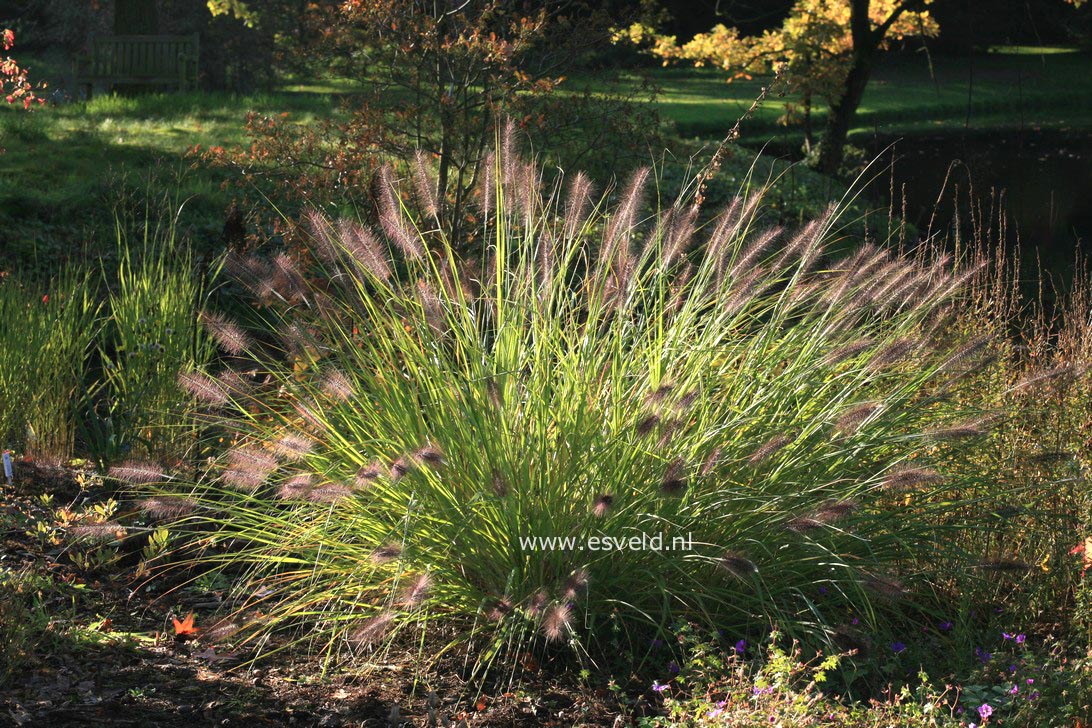 Pennisetum alopecuroides