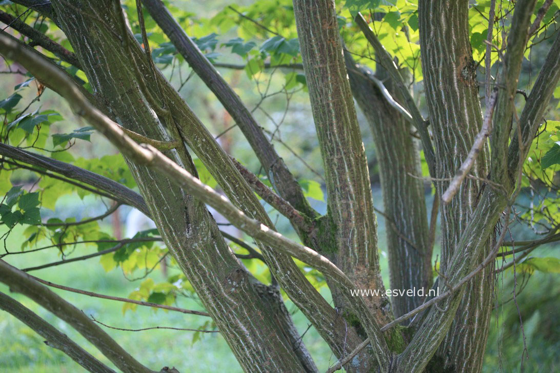 Acer capillipes