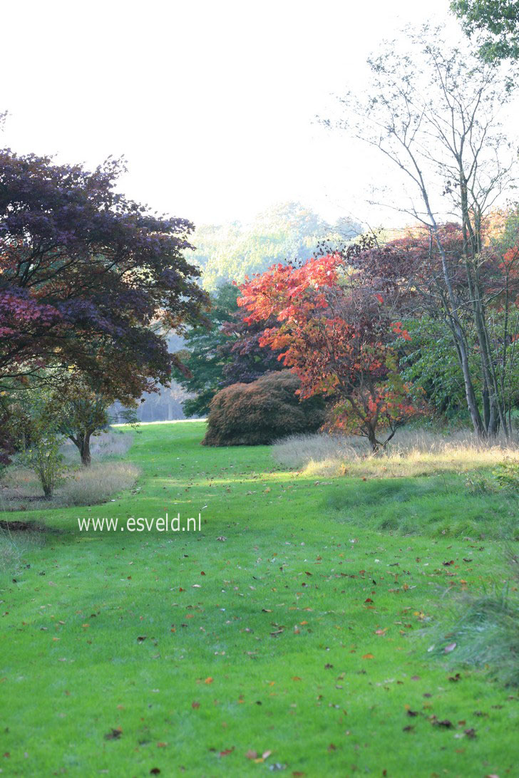 Acer japonicum 'Vitifolium'