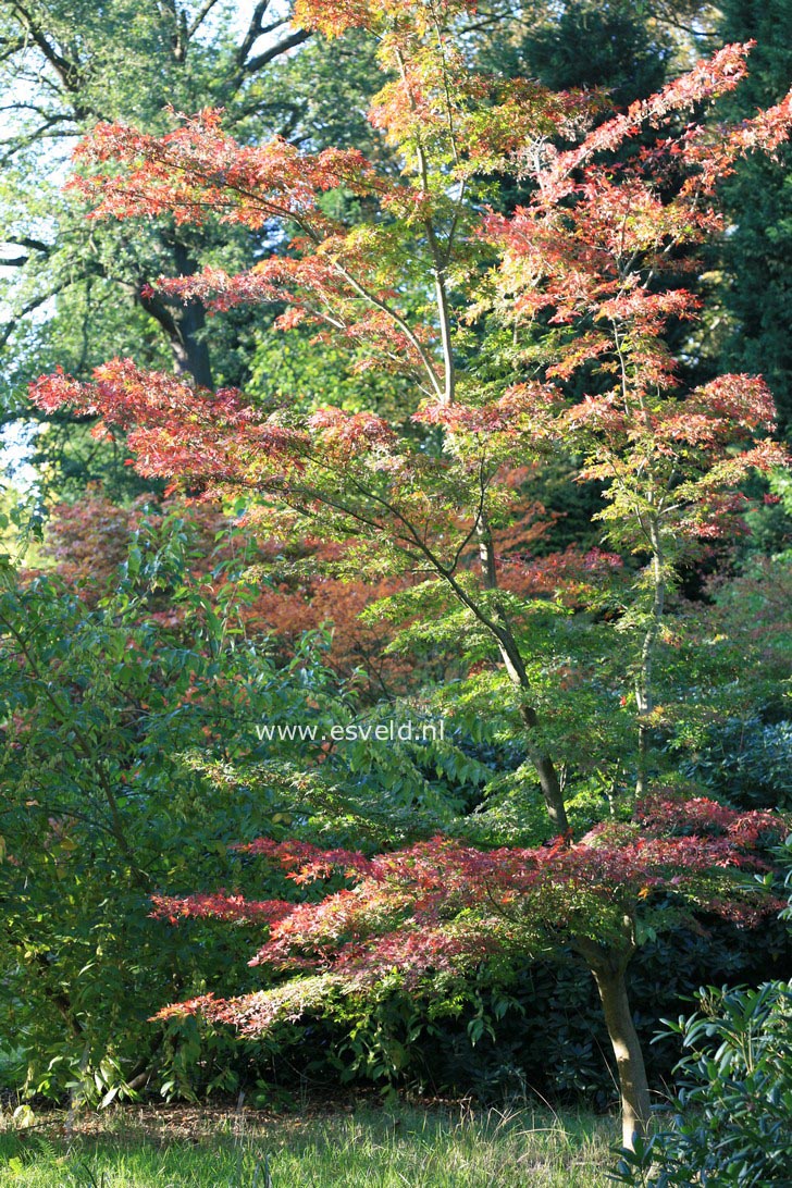 Acer pubipalmatum