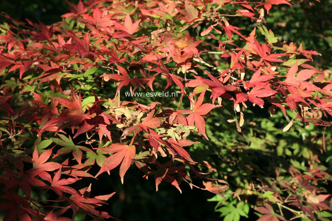 Acer pubipalmatum