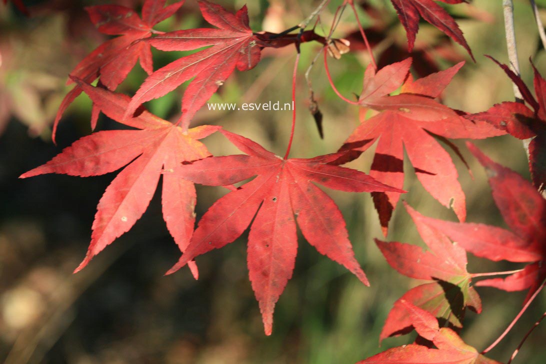 Acer pubipalmatum