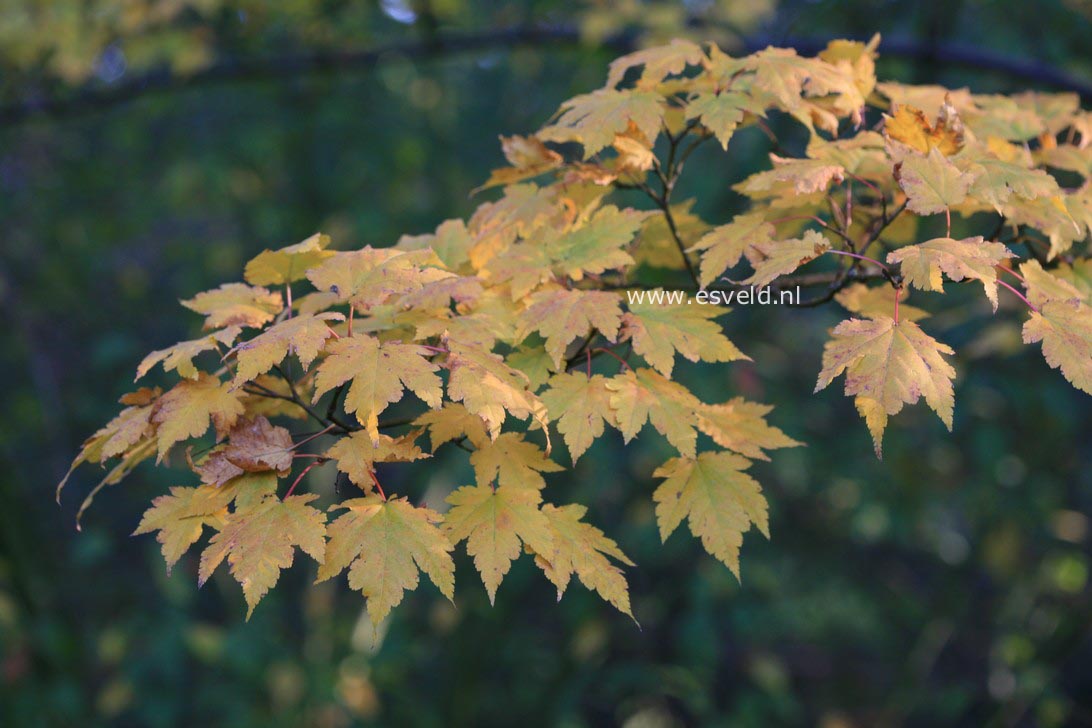 Acer tschonoskii