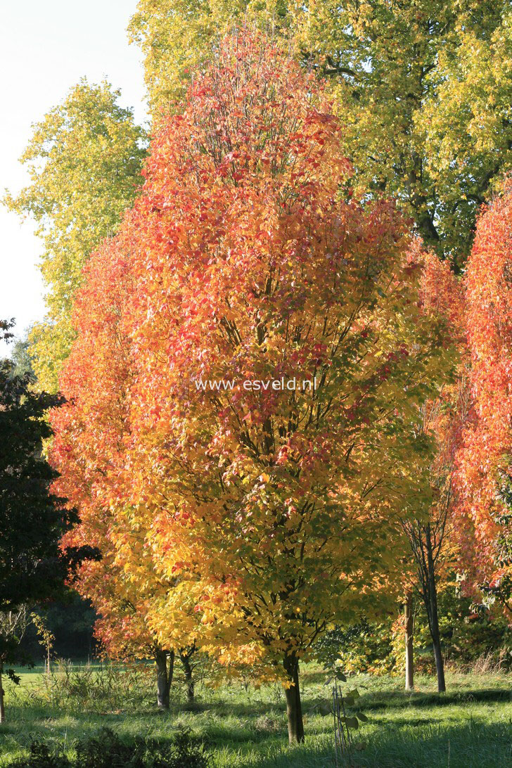 Acer rubrum 'Scanlon'