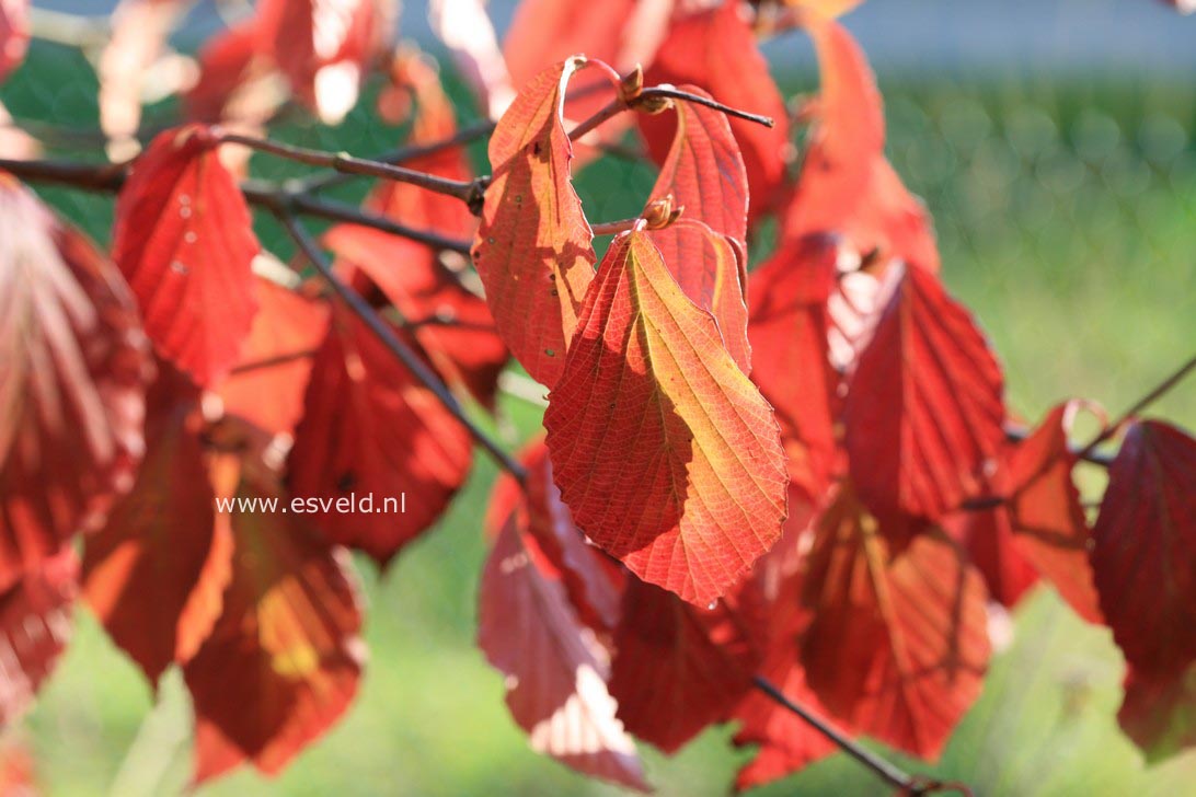 Viburnum wrightii