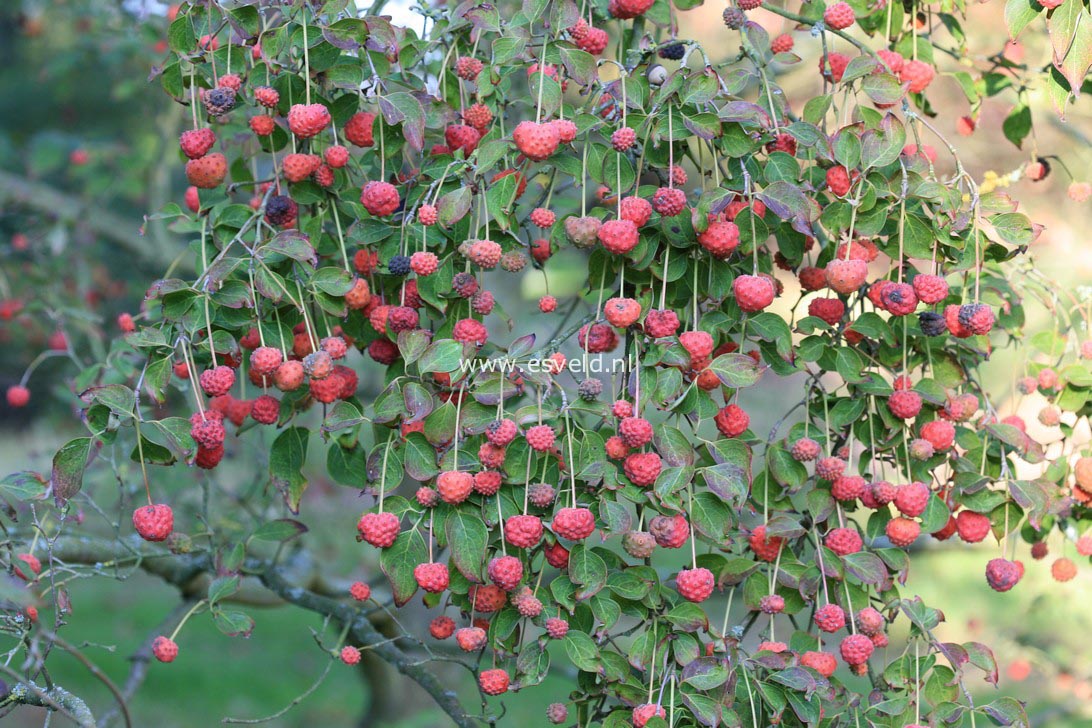 Cornus kousa 'Milky Way'