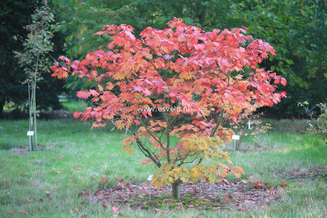 Acer japonicum 'Vitifolium'