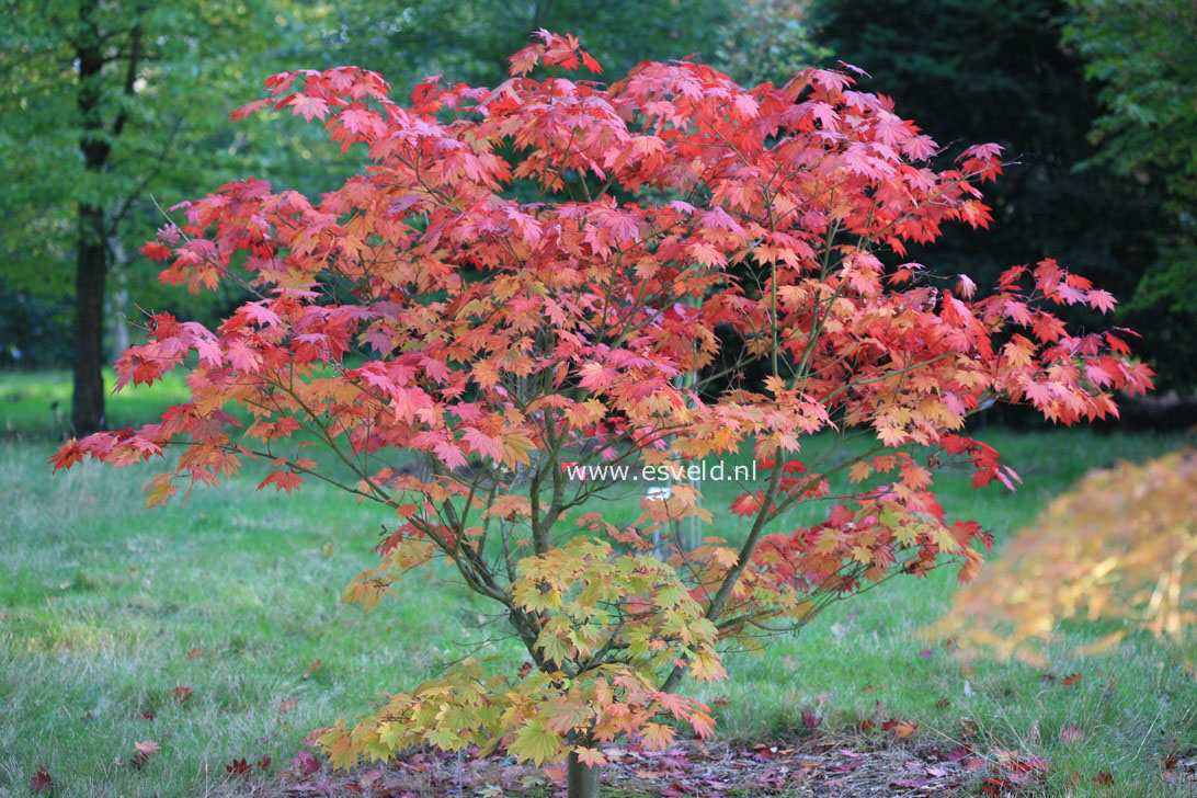 Acer japonicum 'Vitifolium'