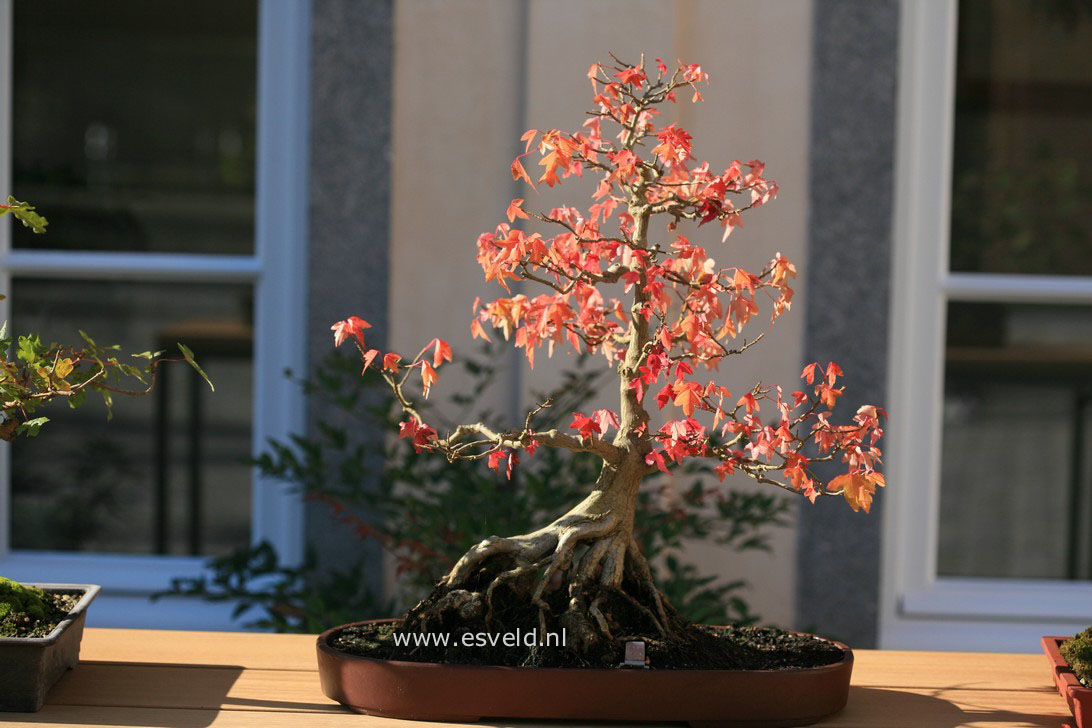 Acer buergerianum