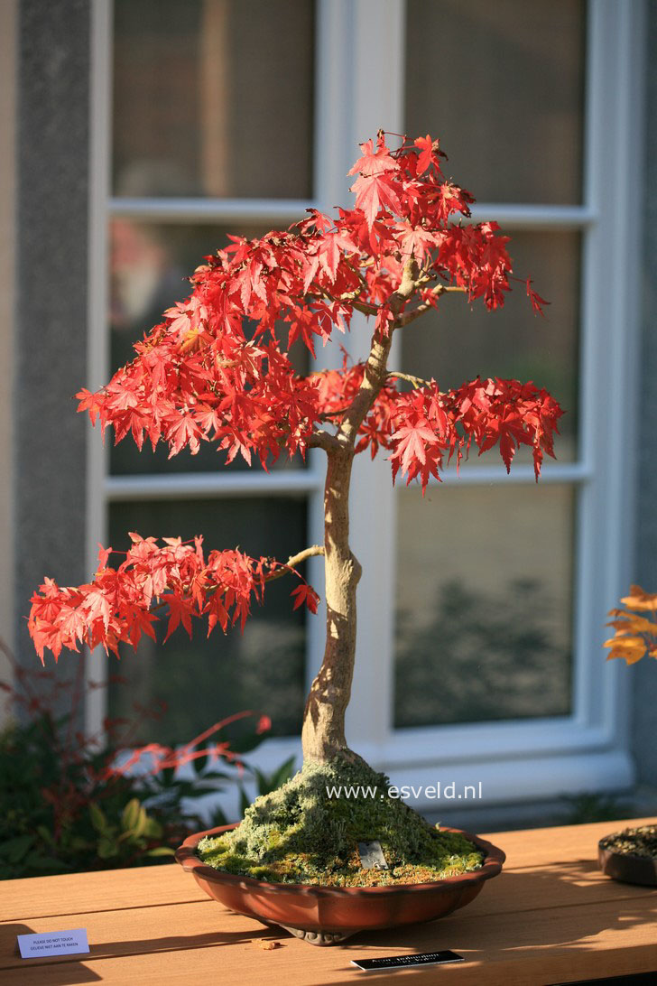 Acer palmatum