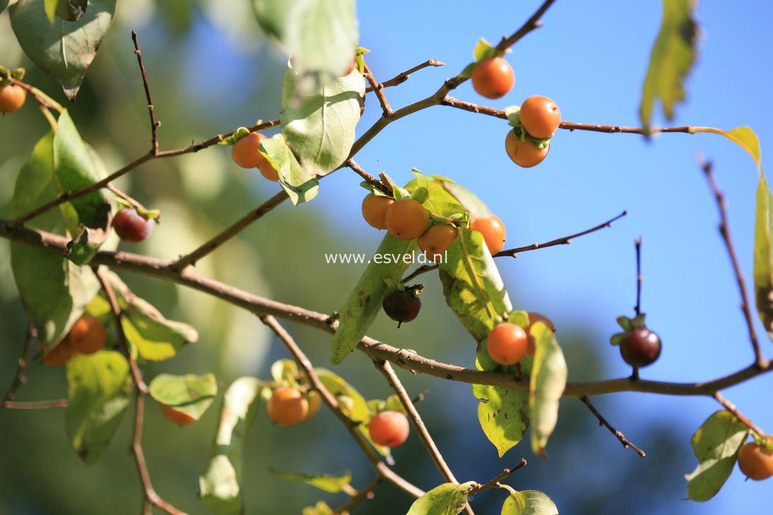 Diospyros lotus