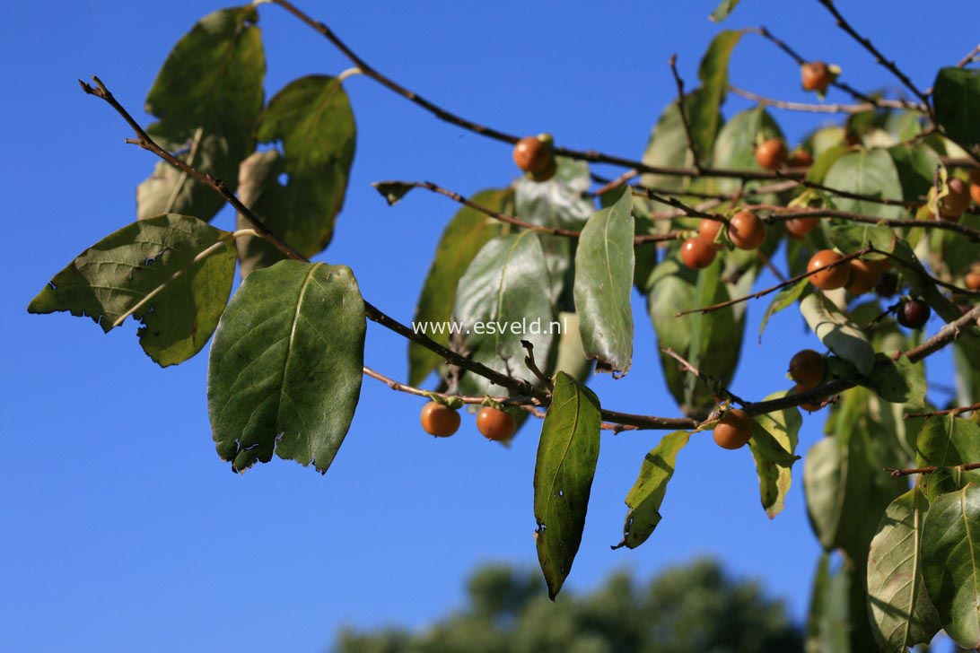 Diospyros lotus