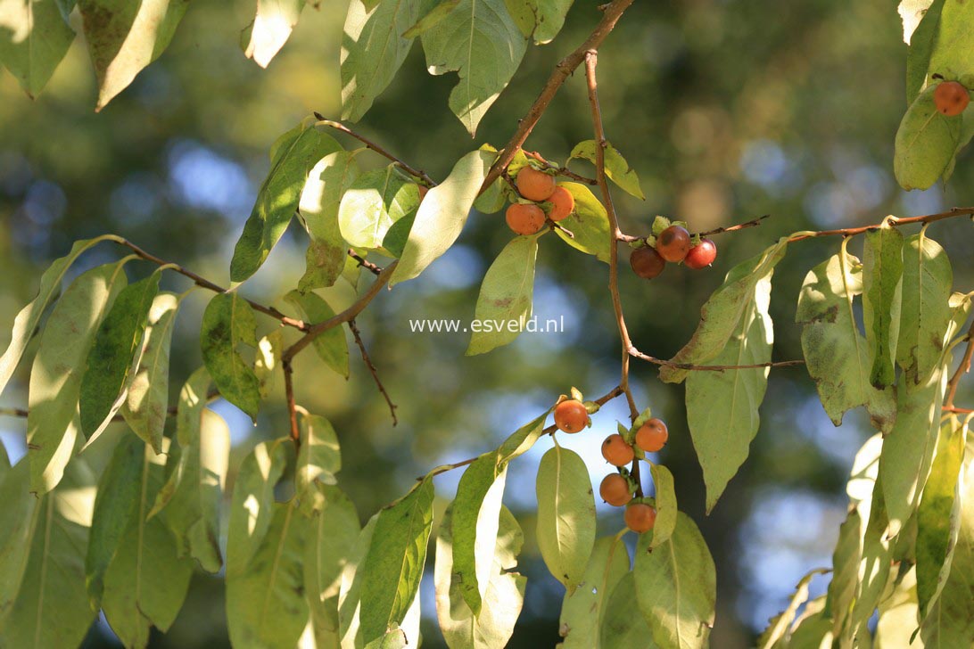 Diospyros lotus