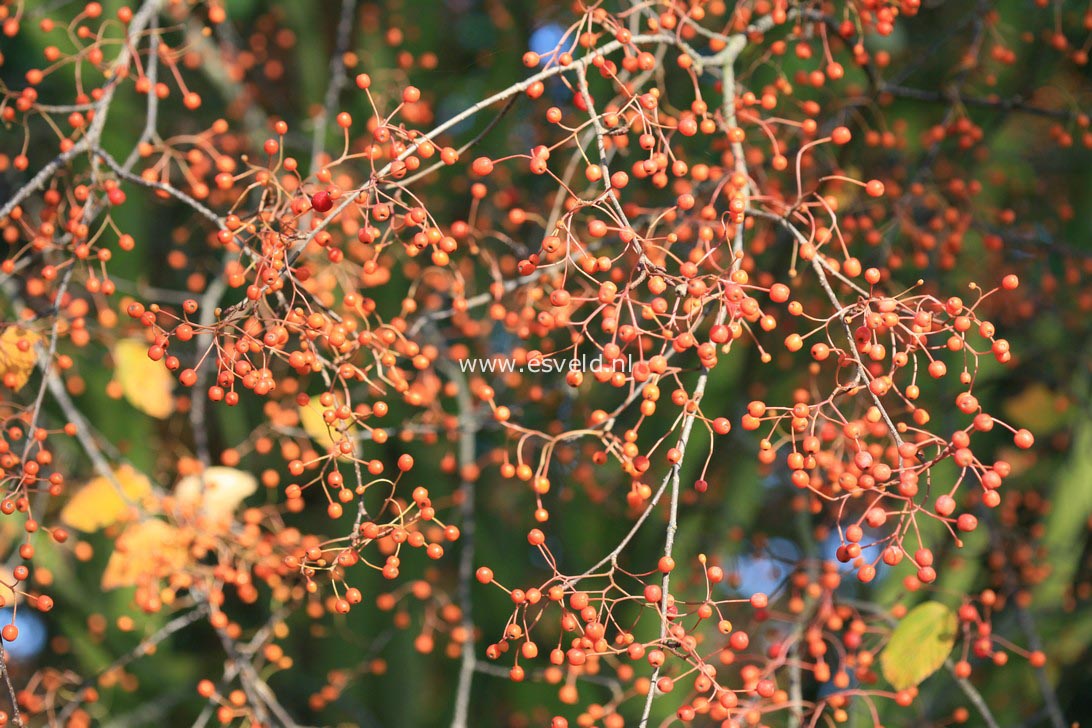 Sorbus alnifolia