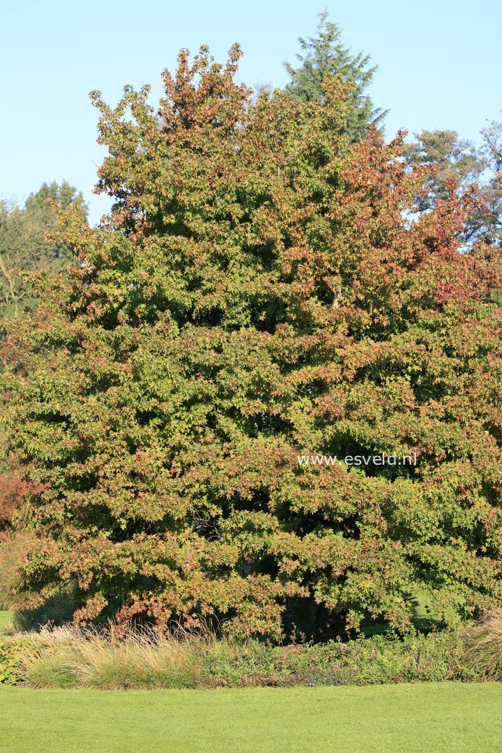 Liquidambar formosana