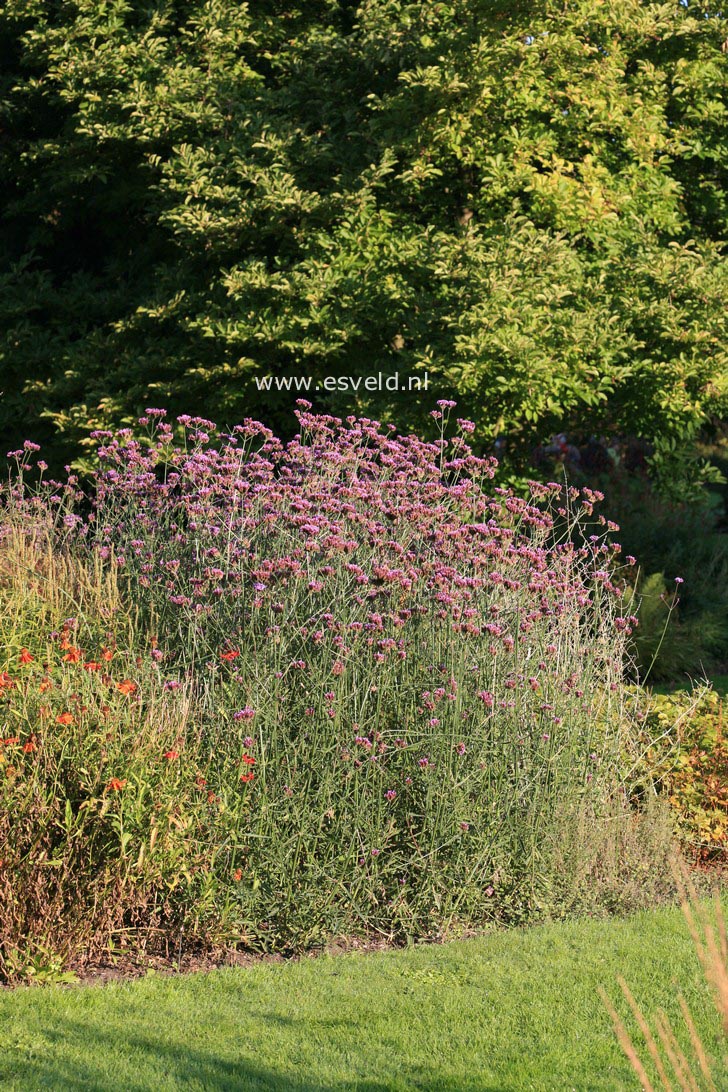 Verbena bonariensis