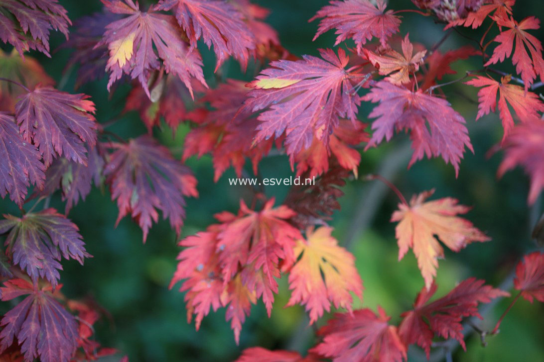 Acer japonicum 'Aconitifolium'