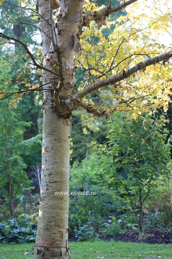 Betula ermanii 'Blush'