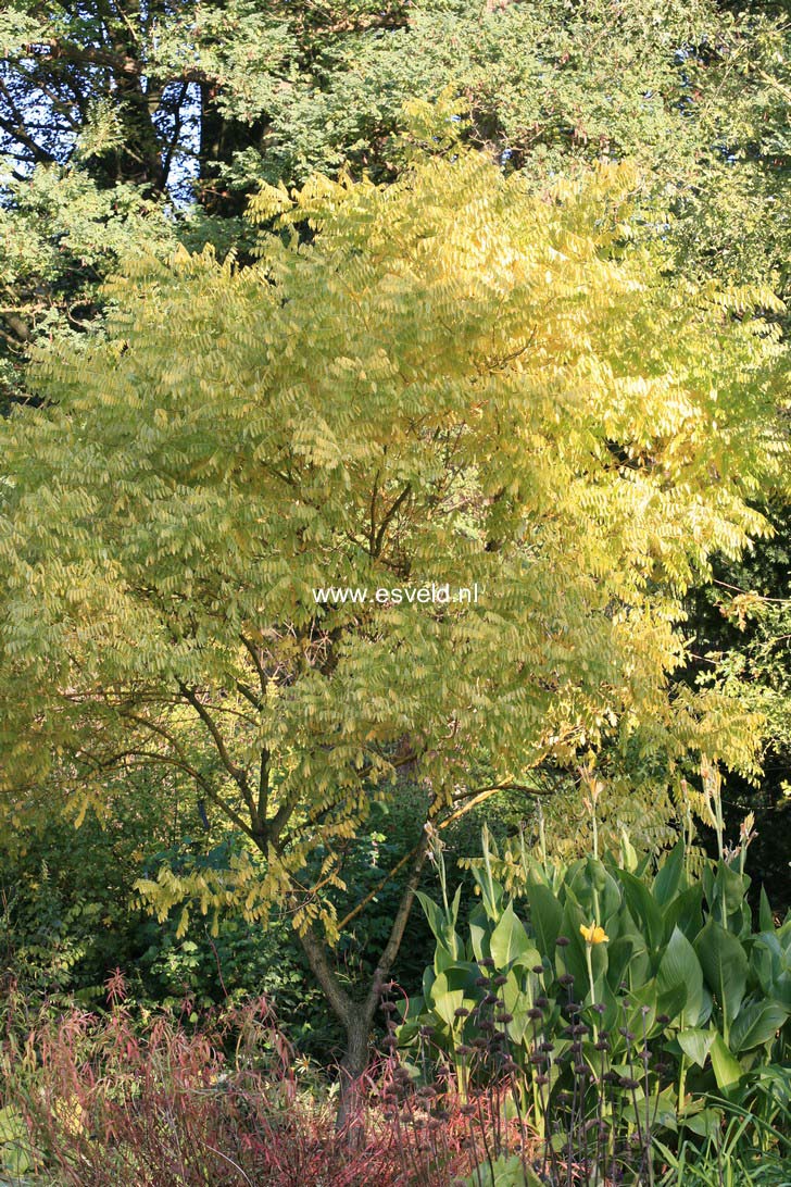 Styphnolobium japonicum 'Golden Standard'