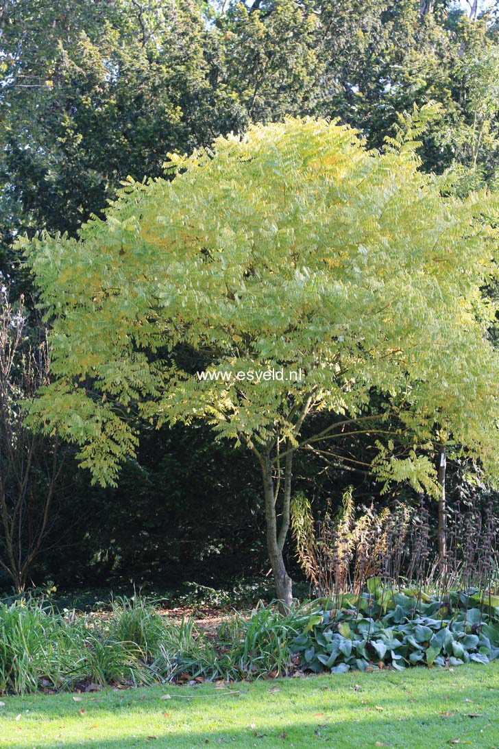 Styphnolobium japonicum 'Golden Standard'