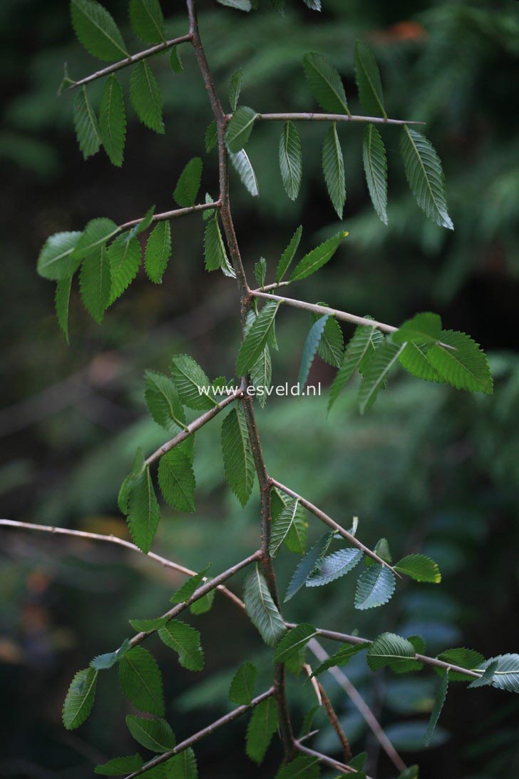 Hemiptelea davidii