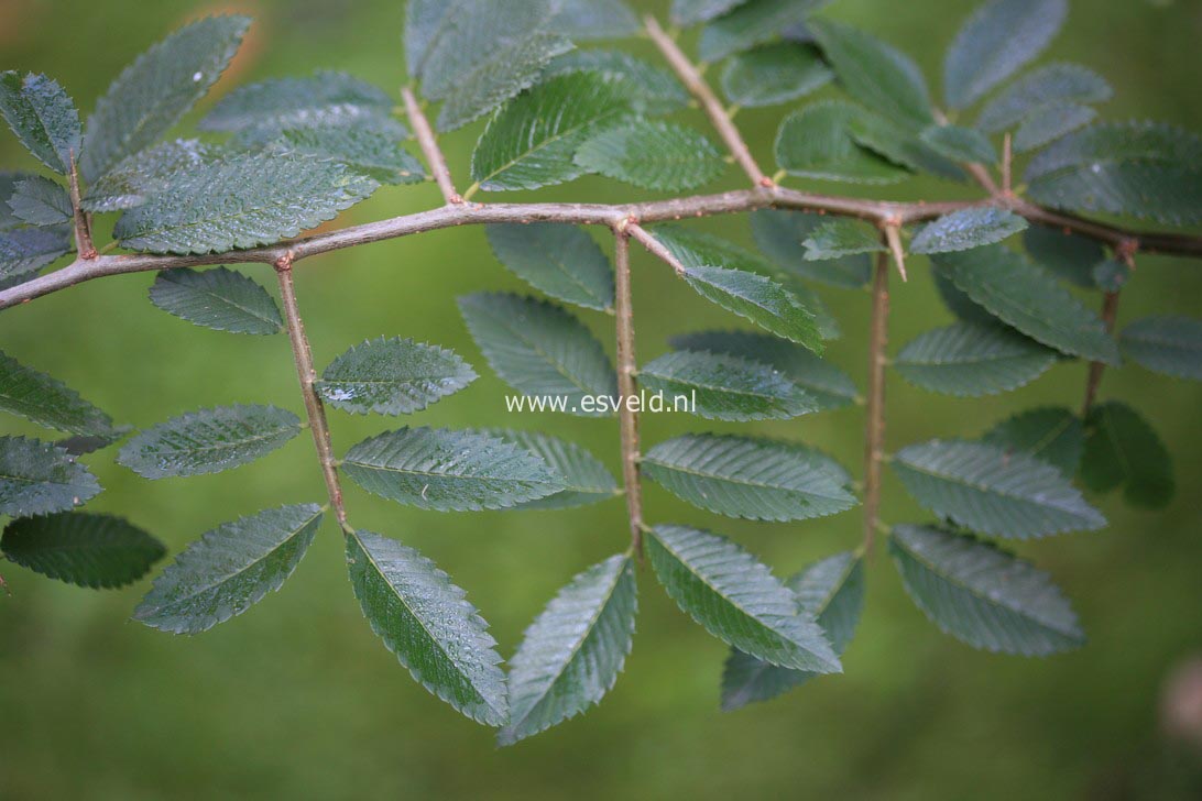 Hemiptelea davidii