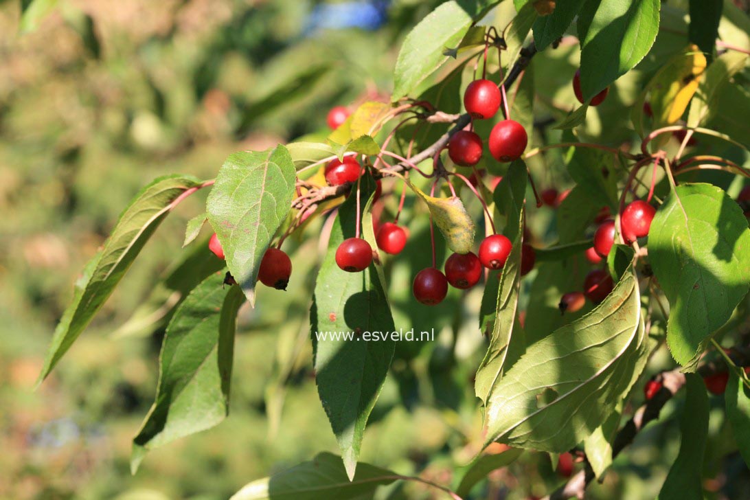 Malus baccata mandshurica