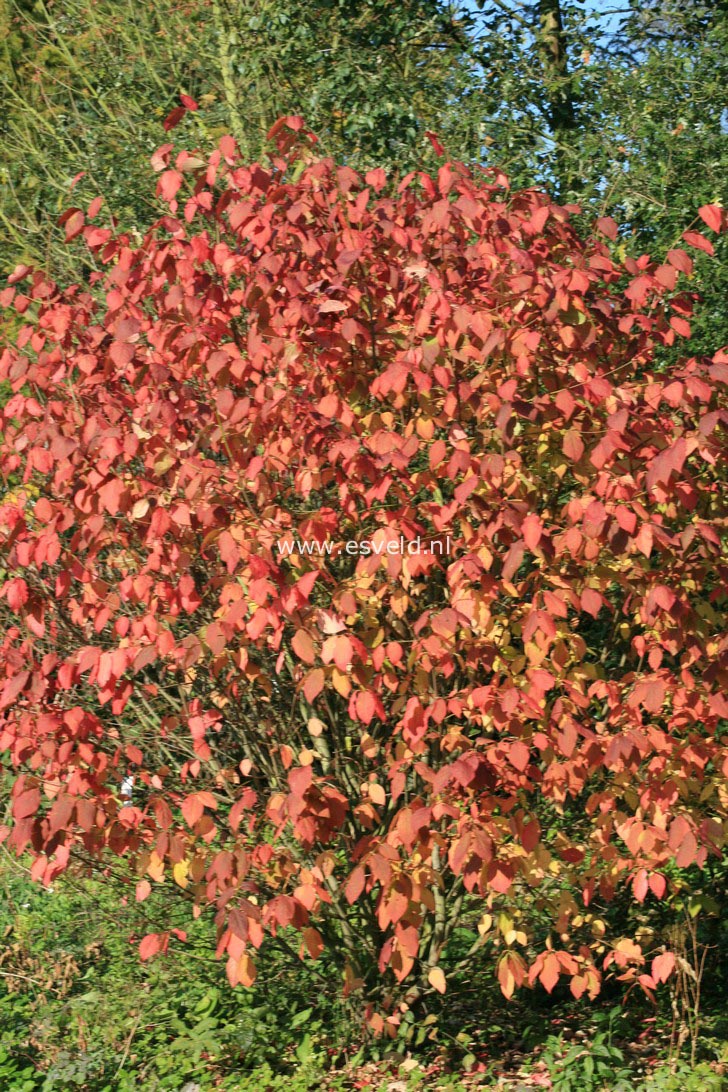 Euonymus planipes