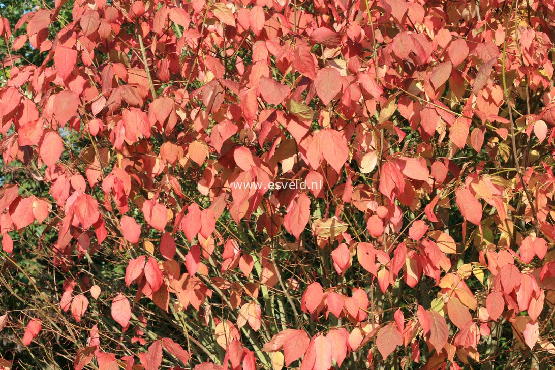 Euonymus planipes