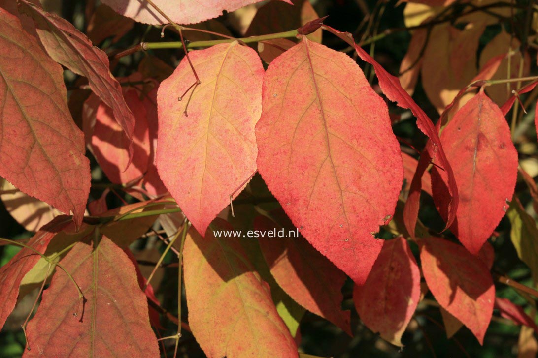 Euonymus planipes