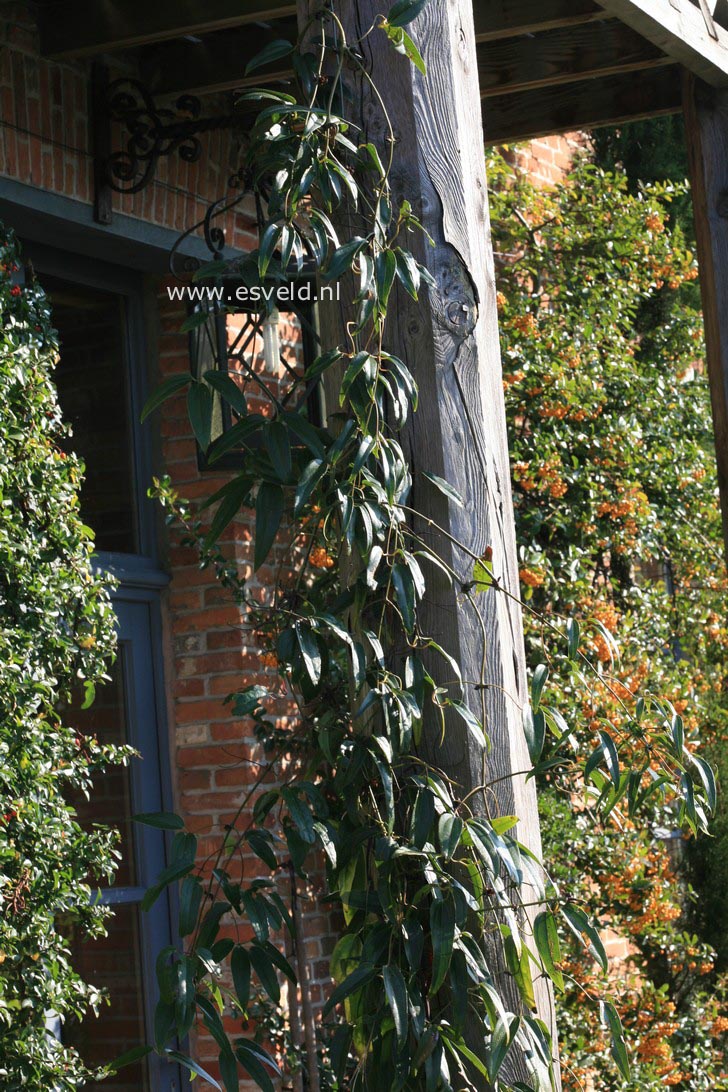 Clematis armandii