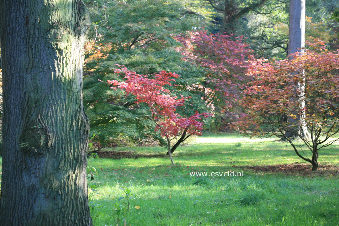 Acer palmatum