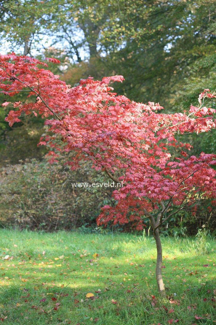 Acer japonicum 'Aconitifolium'