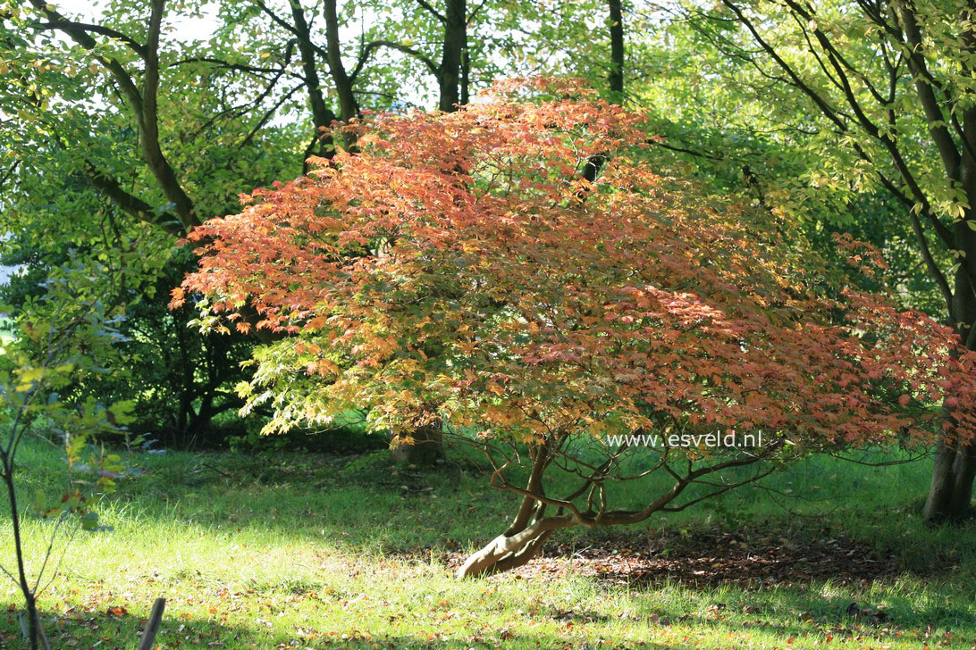 Acer japonicum 'Dissectum'