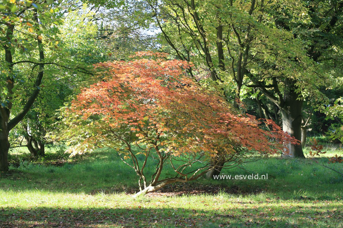 Acer japonicum 'Dissectum'