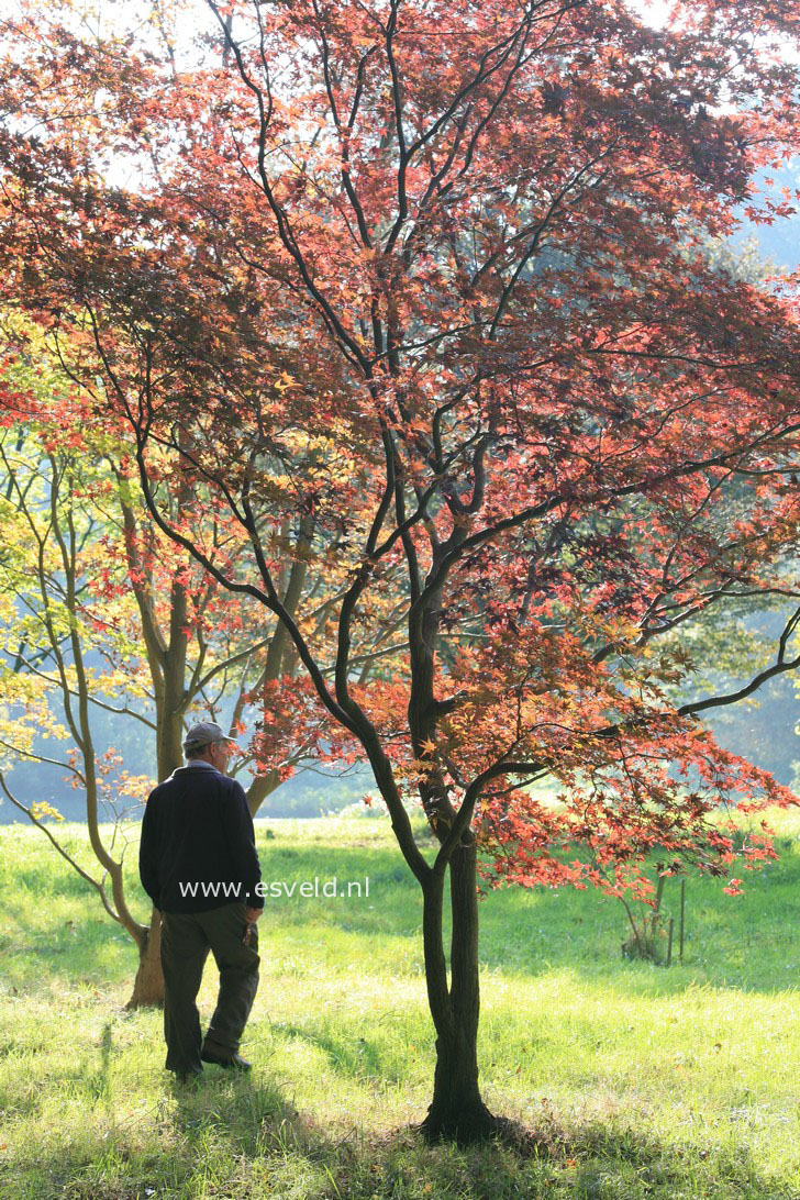 Acer palmatum